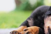 训犬师这个行业怎么样，前景好吗，请大神给分析一下？ 训犬师工作好找吗