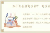 为什么会捕野生貂？ 野生貂
