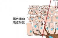 烟酰胺的作用及禁忌？ 烟酰胺的功效