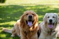 怎么才能看出是不是纯种金毛？ 白色金毛犬怎么看纯不纯