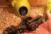 蜜袋鼯鼠只养一只可以吗？ 养一只蜜袋鼯多少钱