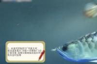 银龙鱼水温？ 银龙鱼水温