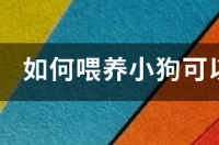 一个月小狗人工喂养方法？ 如何喂养小狗