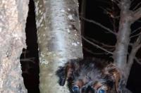 小鹿犬好养吗 小鹿犬适合家庭养吗