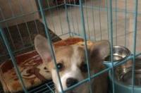 柯基是柯利犬吗，柯基犬属于柯利犬么？ 柯基是柯利犬吗