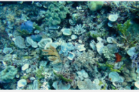 发现气候变化与海海绵流失之间的联系