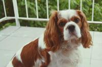 查理小王子猎犬很能吃吗？ 骑士查理王小猎犬缺点