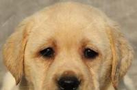 中华田园犬拉布拉多金毛哪个好养？ 拉布拉多犬农村好养吗