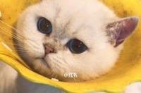 不同级别的英短蓝猫价格也不同，英短蓝猫的价格都是多少呢？ 重点英短猫价格