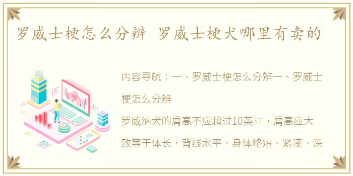 罗威士梗怎么分辨 罗威士梗犬哪里有卖的