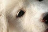 犬瘟能吃东西吗,狗狗得犬瘟是不是只要吃东西就有机会 犬瘟后期能吃东西就能活吗