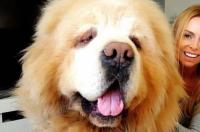 目前体型最大的犬是什么犬 中国体型最大的狗
