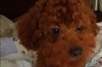 我家白贵宾狗狗剪什么造型好看？ 小型贵宾犬造型