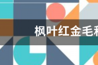 枫叶红金毛和什么配的？ 枫叶红金毛