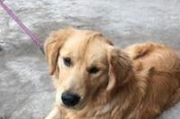 小狗光吐，不拉稀是怎么回事啊？有人知道吗？ 狗狗光呕吐不拉稀没精神