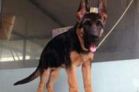 德牧犬多少钱一只？ 宠物店德牧幼犬多少钱一只