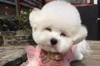 怎么给比熊剪毛？ 比熊犬剪毛造型