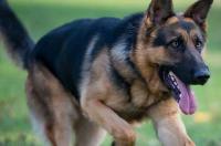 德牧犬禁养的城市有哪些？ 中国哪里不禁养德牧