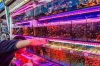 什么淡水热带鱼最好养？ 淡水热带鱼怎么养