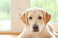 大型犬排行榜？ 大型犬排名前十名