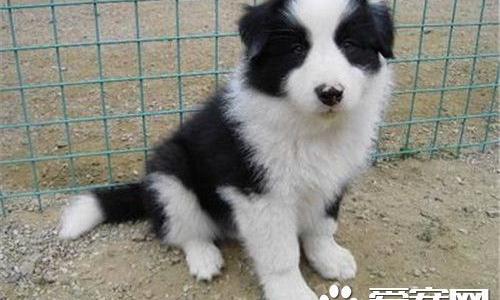 边境牧羊犬的智商 是一种非常聪明的犬种