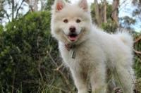 刚刚抱回家一个萨摩耶幼犬，大概一个月。怎么照顾它啊？ 萨摩耶一个月幼犬