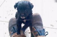 可卡犬都有什么颜色？ 英卡犬黑色