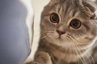 养猫暴露经济实力，养这几种，都是有钱人 苏格兰折耳猫 呆萌