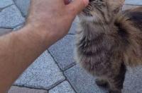 长毛虎斑猫长大后的样子？ 长毛虎斑猫