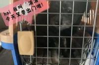 高铁宠物托运怎么办理？ 铁路宠物托运如何办理
