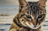 怀孕的猫吃什么？ 宠物猫吃什么食物比较好