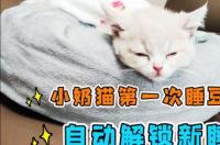 母猫第一次生产迟迟生不下来怎么办？ 为什么不能要第一窝猫