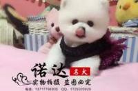 南京阳光犬舍如何？？ 南京犬舍哪家最好