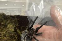 洪都拉斯卷毛是保护动物吗？ 洪都拉斯卷毛蜘蛛有毒吗