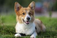 成年柯基犬多少钱一只？ 成都柯基犬价格大概多少钱一只