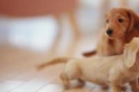 适合家养的小型犬？ 小型狗