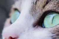 猫眼睛草什么时候有？ 猫眼睛草