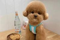 查理小王子猎犬很能吃吗？ 查理王小猎犬动画片