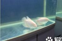 招财鱼好养吗？ 招财鱼好养吗