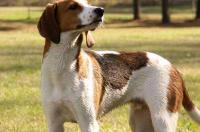 沃克犬和比格犬长相有什么区别？ 沃克猎犬论坛