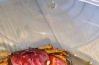 螃蟹吃什么食物？ 螃蟹吃什么东西