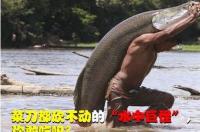 巨骨舌鱼有多少只？ 巨骨舌鱼