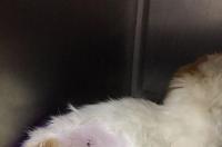 猫咪绝育后几天恢复正常？ 猫咪绝育几天能恢复