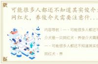 可能很多人都还不知道其实俊介犬是一只网红犬，养俊介犬需要注意什么？ 长期养俊介的十大危害