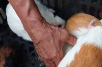 市场上的荷兰猪一般多少钱？ 荷兰猪价格多少钱一斤