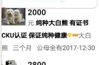 5000可以养大白熊吗，大白熊犬一个月基本开销大概多少？ 大白熊犬 大白熊犬价格