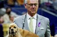 狗狗的寿命多长? 可卡犬是柯利犬吗