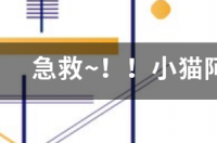 猫咪好像中毒了，我该怎样帮他解毒？ 猫中毒了怎么办