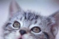 我想买一只白色的猫咪，普通的一般要多少钱？ 一只猫多少钱最便宜