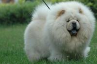 松狮犬的颜色有哪些？ 灰色松狮犬